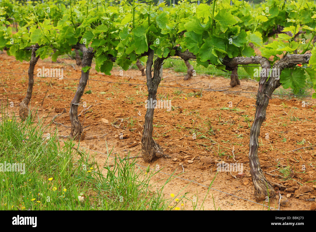 Vine grapes with young green spring leaves Minervois Languedoc-Rousillon France Vitis vinifera Stock Photo
