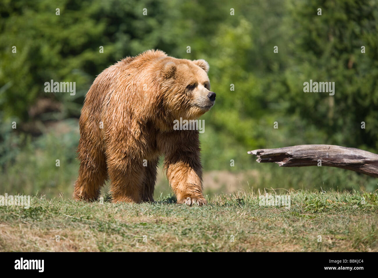 Kodiak Bear or Alaskan brown bear - Ursus arctos middendorffi Stock Photo