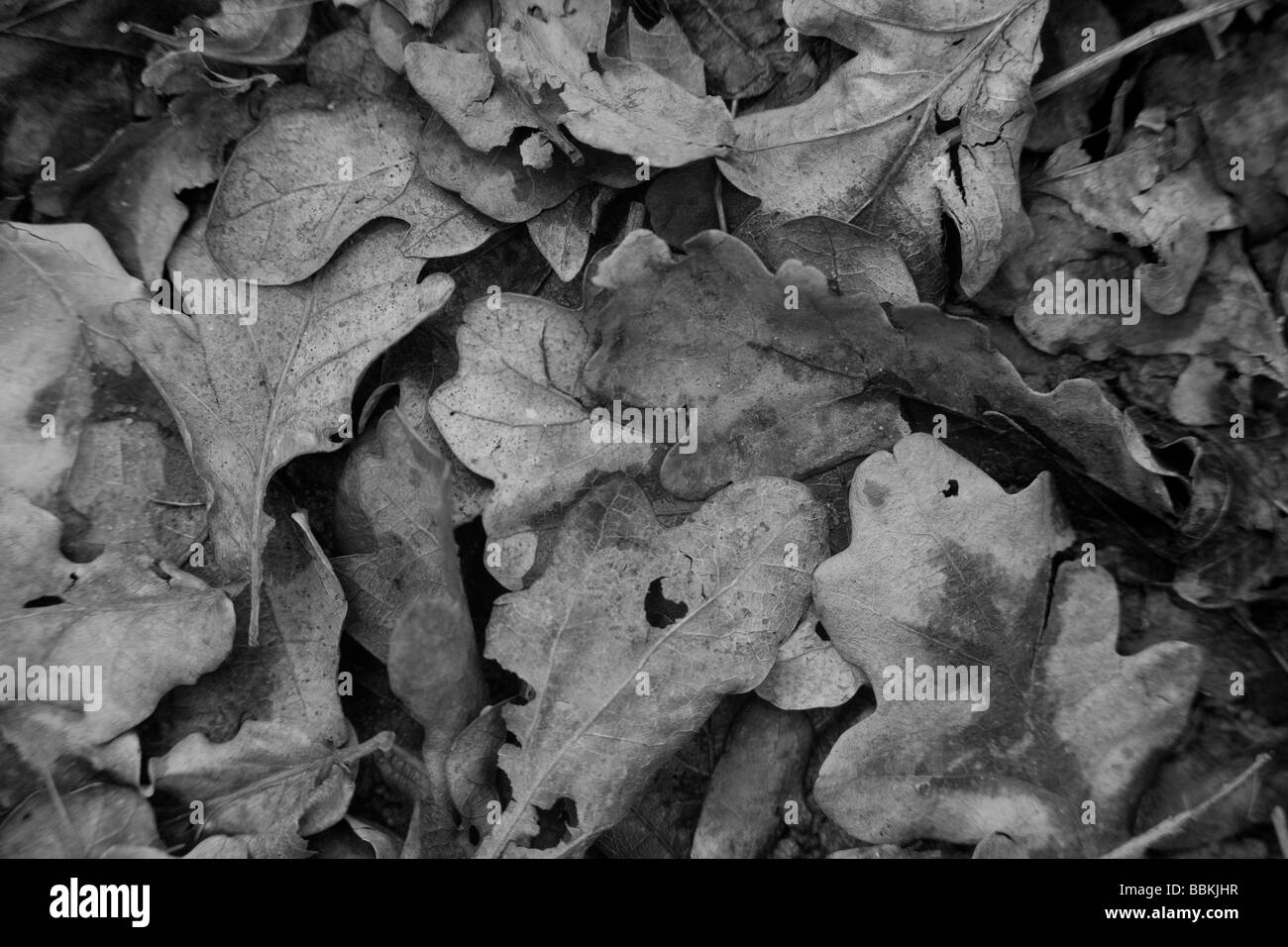 White oak leaves hi-res stock photography and images - Alamy