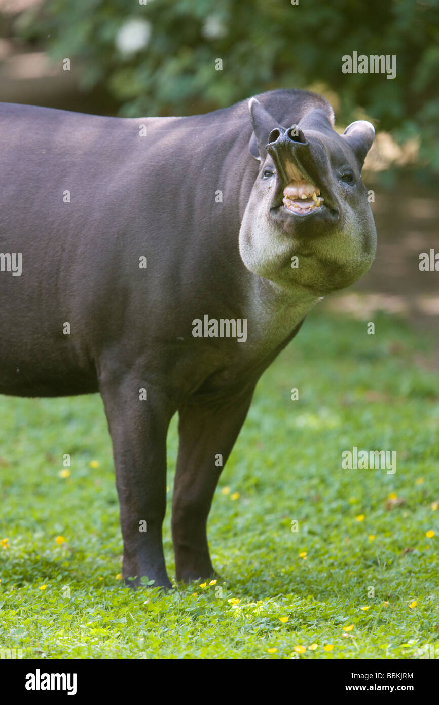 Lowland tapir showing flehmen response Tapirus terrestris Stock Photo