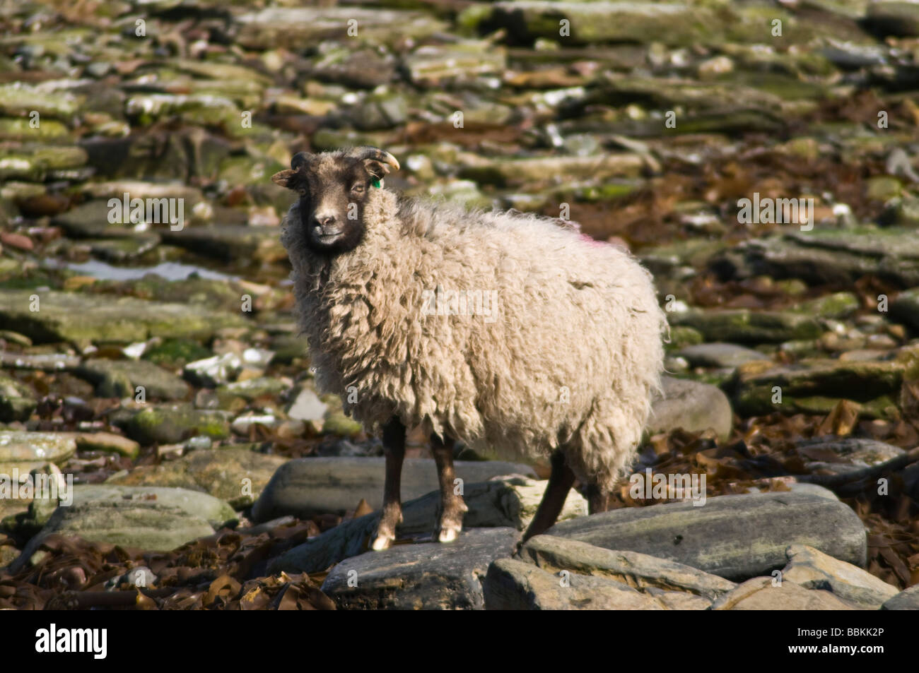 dh  NORTH RONALDSAY ORKNEY North Ronaldsay horned black faced white sheep standing on rocks Stock Photo