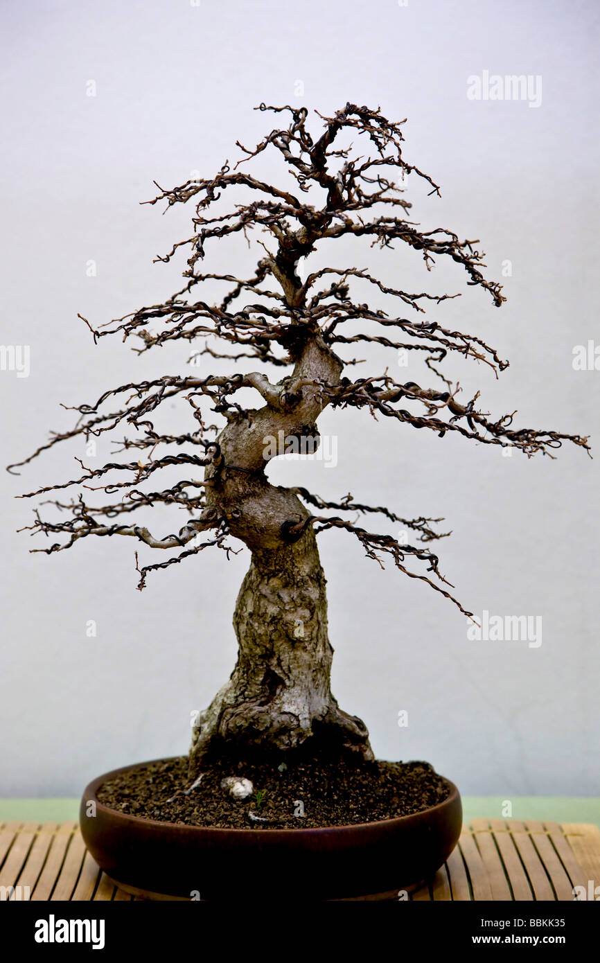 Korean Hornbeam bonsai tree Stock Photo