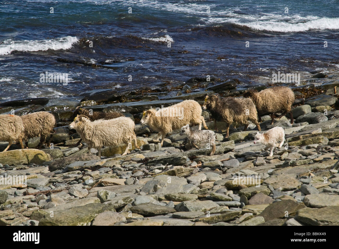dh  NORTH RONALDSAY ORKNEY North Ronaldsay flock of sheep with lambs on rocky beach and sea Stock Photo
