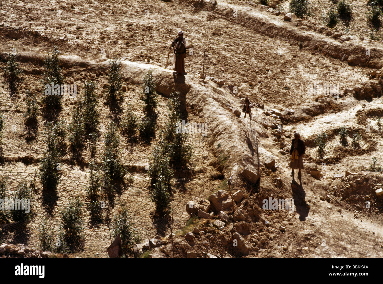 Qat growing yemen hi-res stock photography and images - Alamy