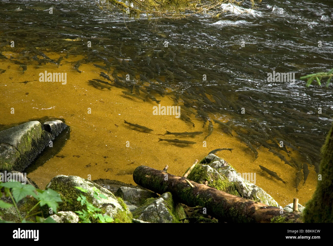 Pink Salmon Spawning Oncorhynchus Gorbuscha Anan Wildlife Observatory ...