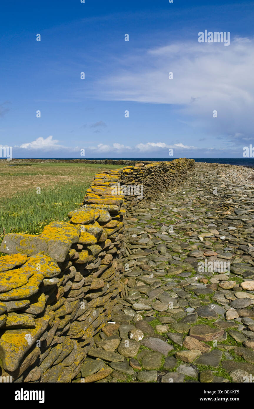 dh Brides Ness NORTH RONALDSAY ORKNEY Stone wall encircles island keeps sheep off land and on the shore stonewall dyke walls sea rocks beach Scotland Stock Photo