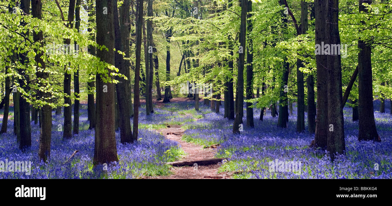 Bluebells and beech trees on the Ashridge Estate Hertfordshire Stock Photo