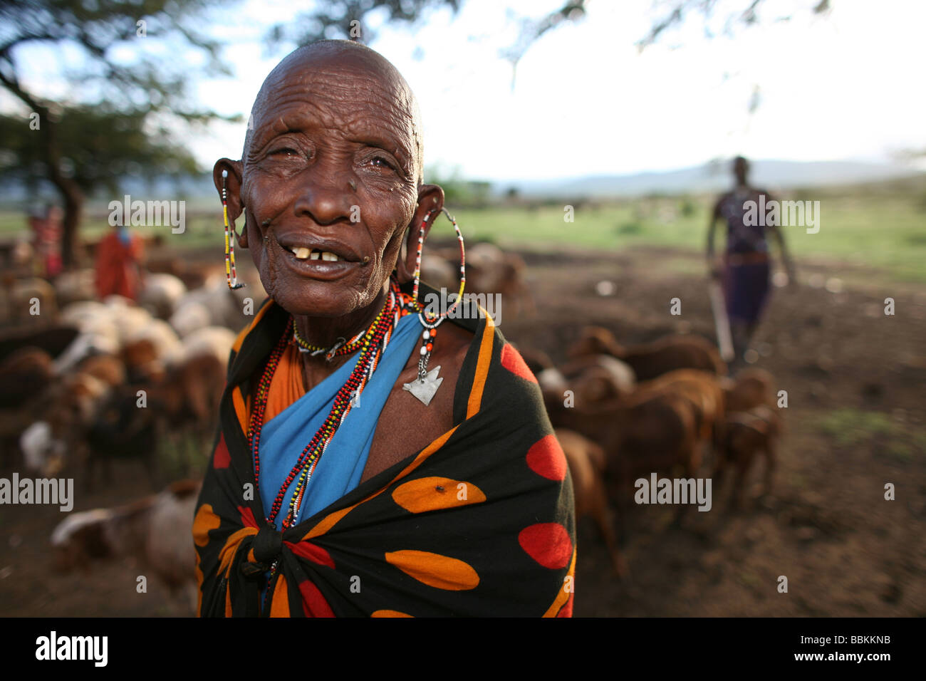 Ngoiroro is a village of 200 inhabitants all belonging to the Massai Tribe The village lays right in the rift valley south of Nairobi against the tanzanian border The Massai live very close to nature and their animals The cows and goats are more important then money to the massai Each family owns around 50 cows and 50 goats The main diet of the villagers is meat and milk The women are suppose to milk the cows twice a day and the small boys have to look after the herd during the day while grazing Stock Photo