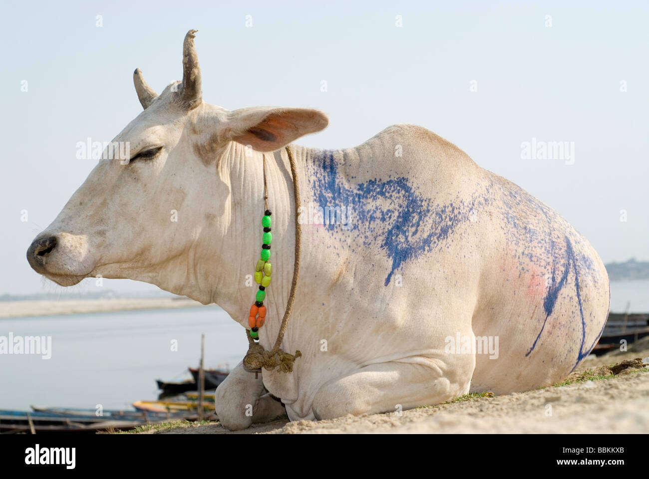 Holy cow - brahmin, in sacred city of Hindus - Varanasi, India. Stock Photo