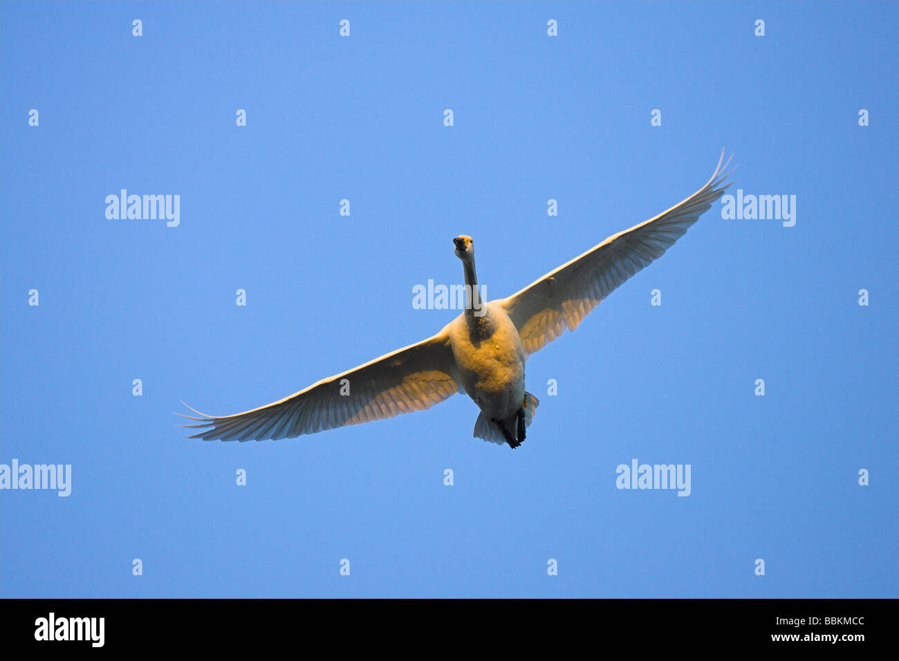 Bewick's Swan Cygnus columbianus in flight at sunset at Slimbridge WWT, Gloucestershire in February. Stock Photo