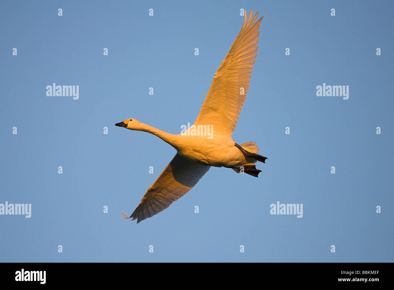 Bewick's Swan Cygnus columbianus in flight at sunset at Slimbridge WWT, Gloucestershire in February. Stock Photo