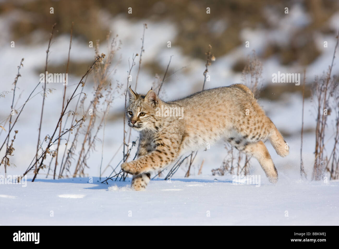 Bobcat running across snowy hill Stock Photo - Alamy