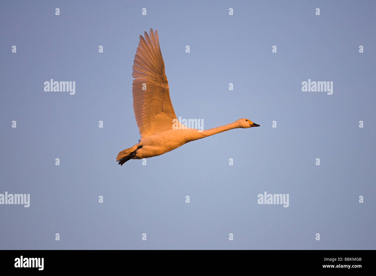 Bewick's Swan Cygnus columbianus in flight at sunset at Slimbridge WWT, Gloucestershire in February. Stock Photo