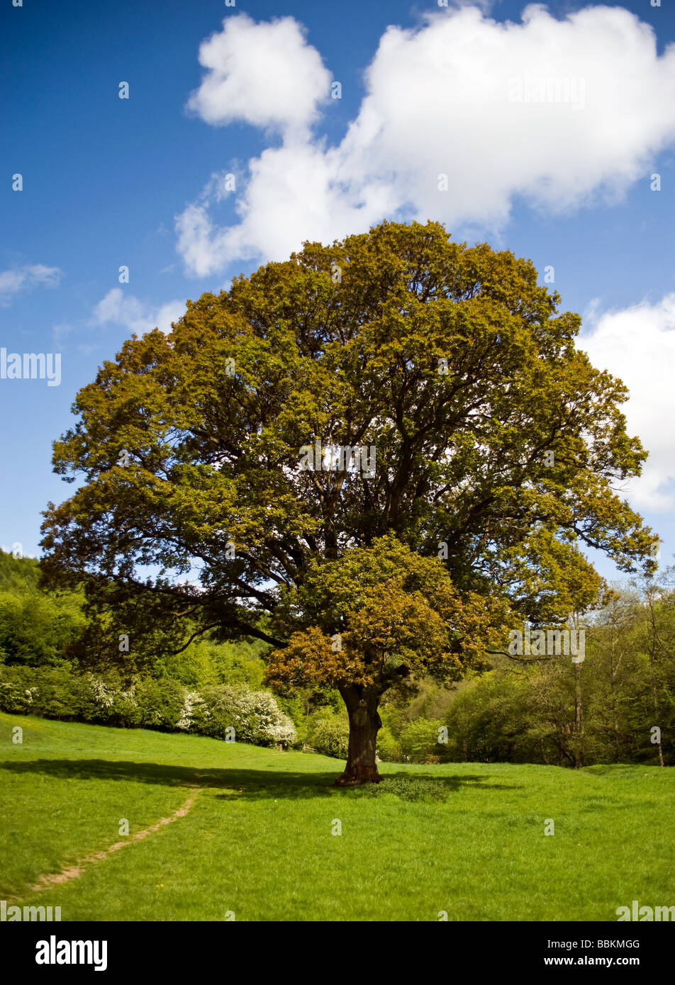 Oak Tree In Field On A Sunny Day Stock Photo - Alamy