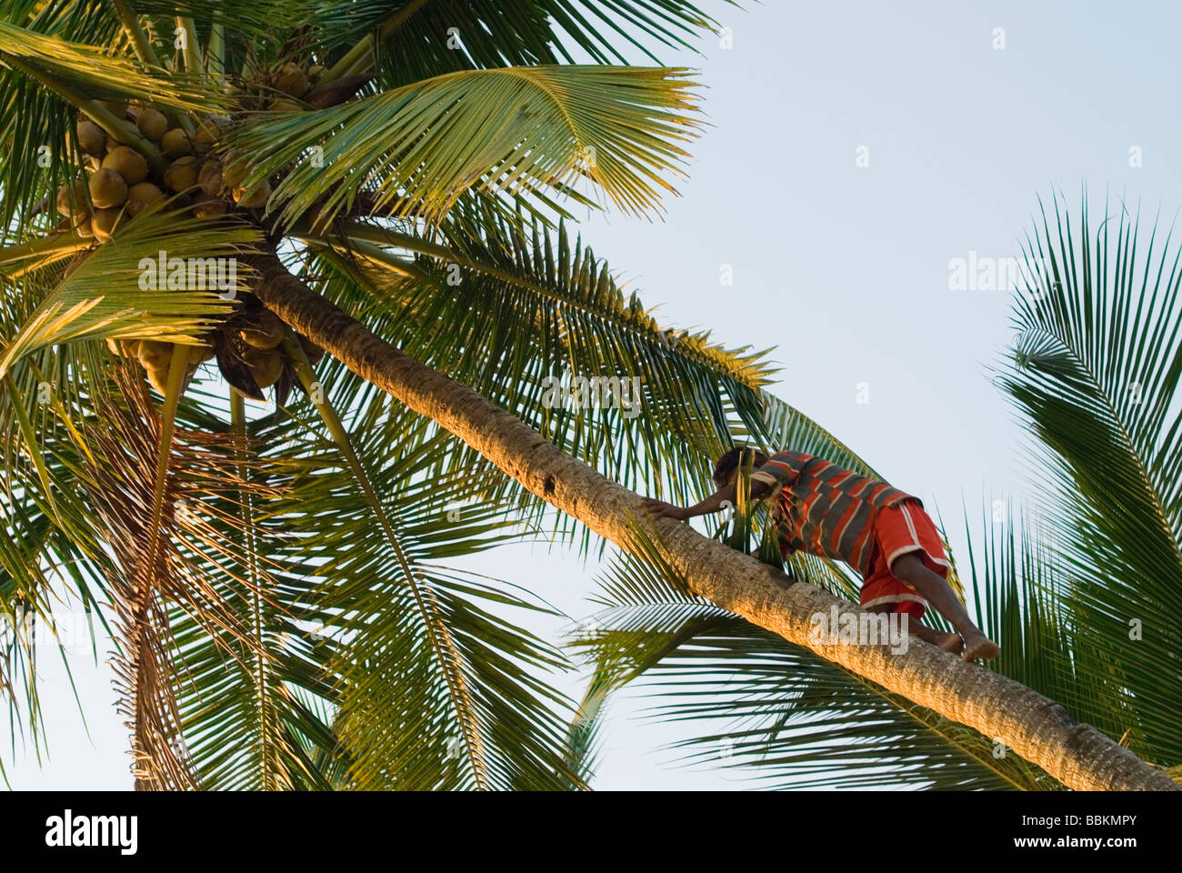 Man slimbs a coconut tree. Palolem beach, Goa, India. Stock Photo