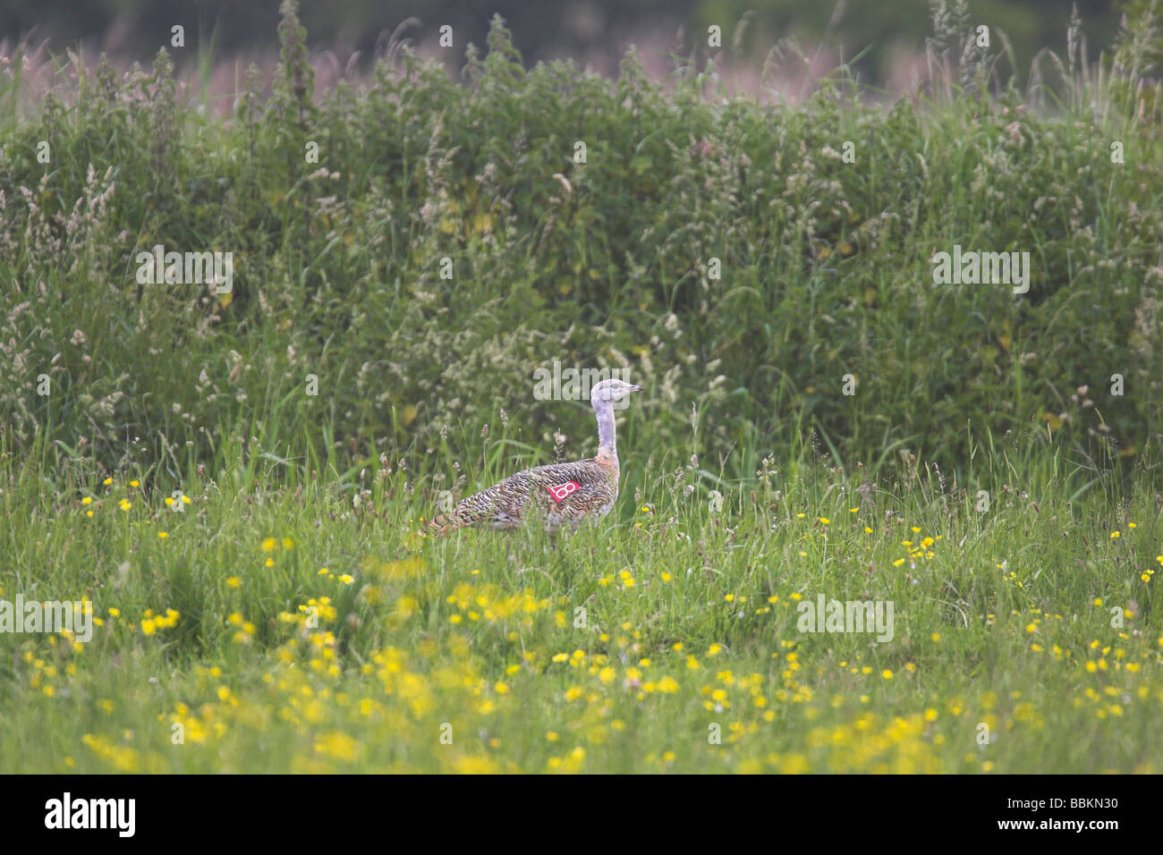 Great Bustard Otis tarda male walking in flower meadow at Puxton Moor, Somerset in June. Stock Photo
