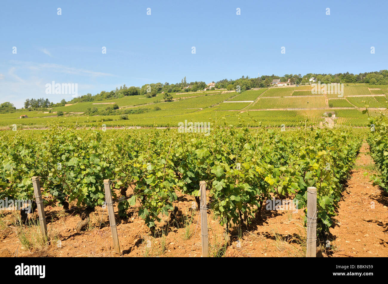 Burgundy cote de beaune vineyards hires stock photography and images