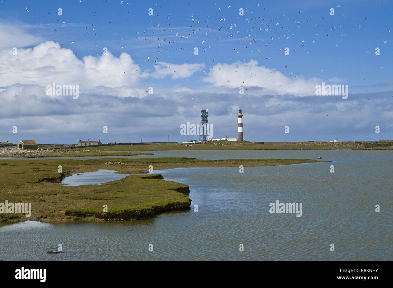 dh Bewan Loch NORTH RONALDSAY ORKNEY Flock of Terns and North Ronaldsay Lighthouse tern colony uk sea birds Stock Photo