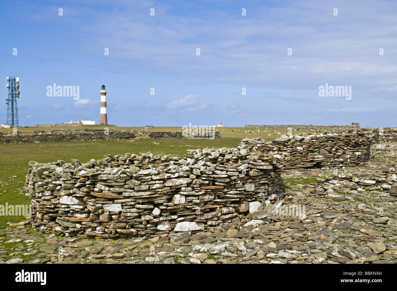 dh Dennis Ness NORTH RONALDSAY ORKNEY Crues stone enclosure garden walls and North Ronaldsay lighthouse Stock Photo