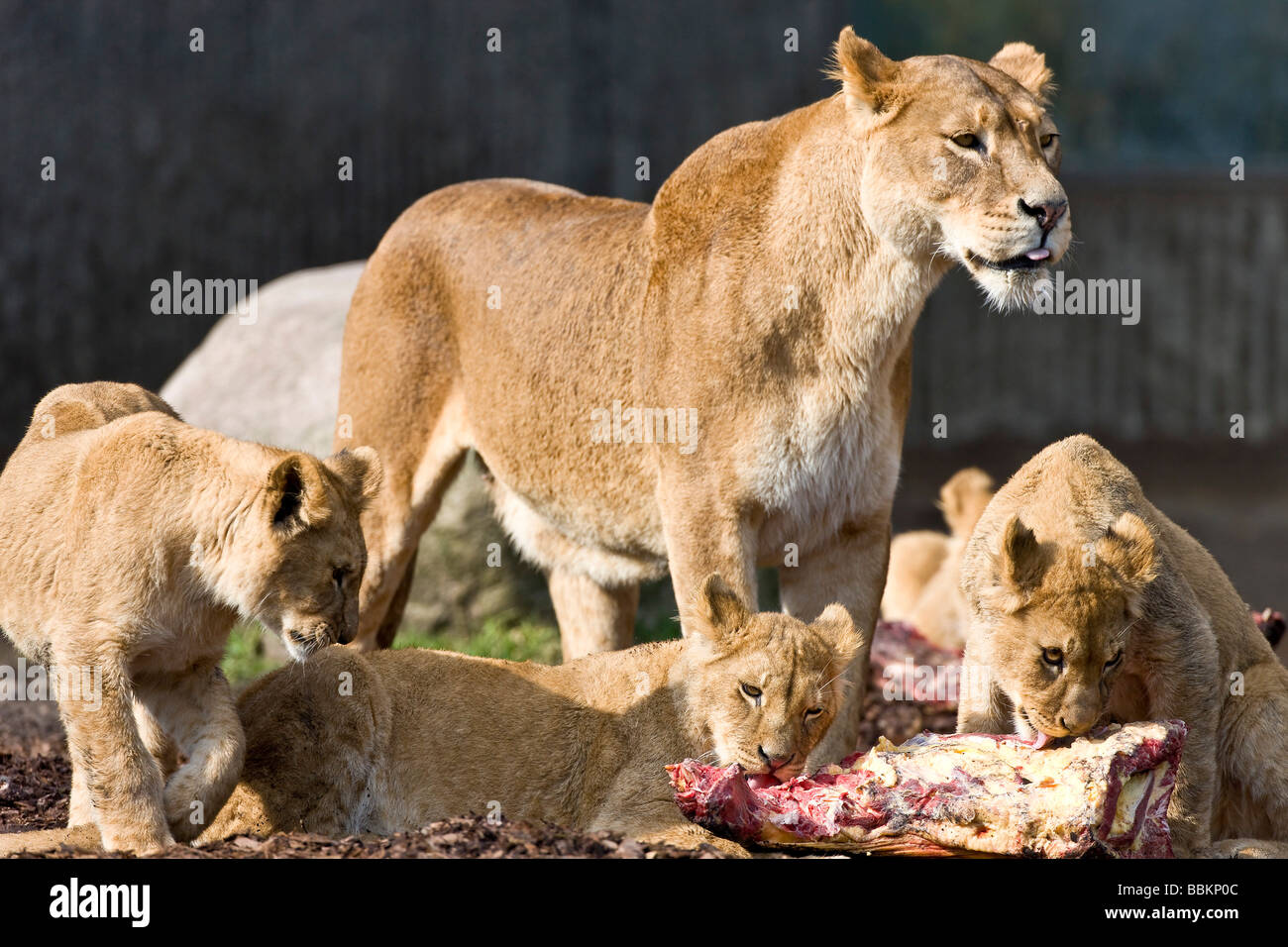 Dinner time for a female lion and cubs (Panthera leo) Stock Photo
