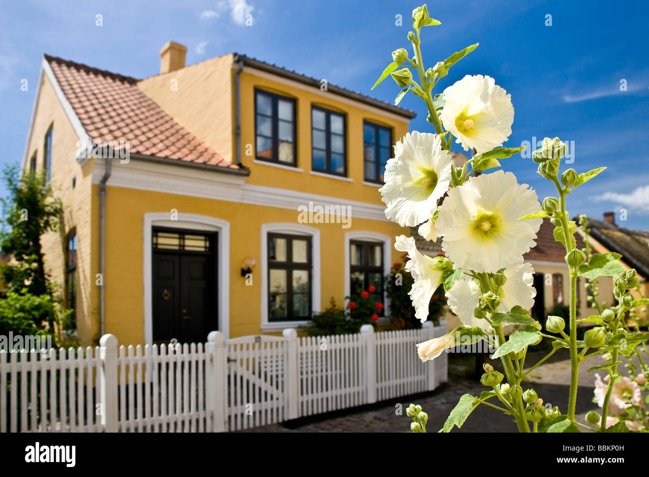 Hollyhock in front of house, Dragor village, Denmark Stock Photo