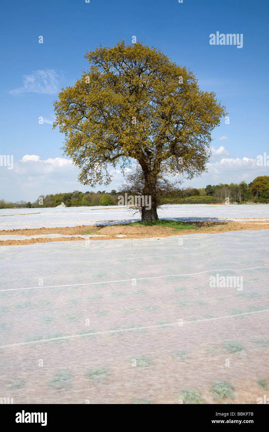 Modern East Anglian rural scene with fleece covered field and oak tree in Spring Stock Photo
