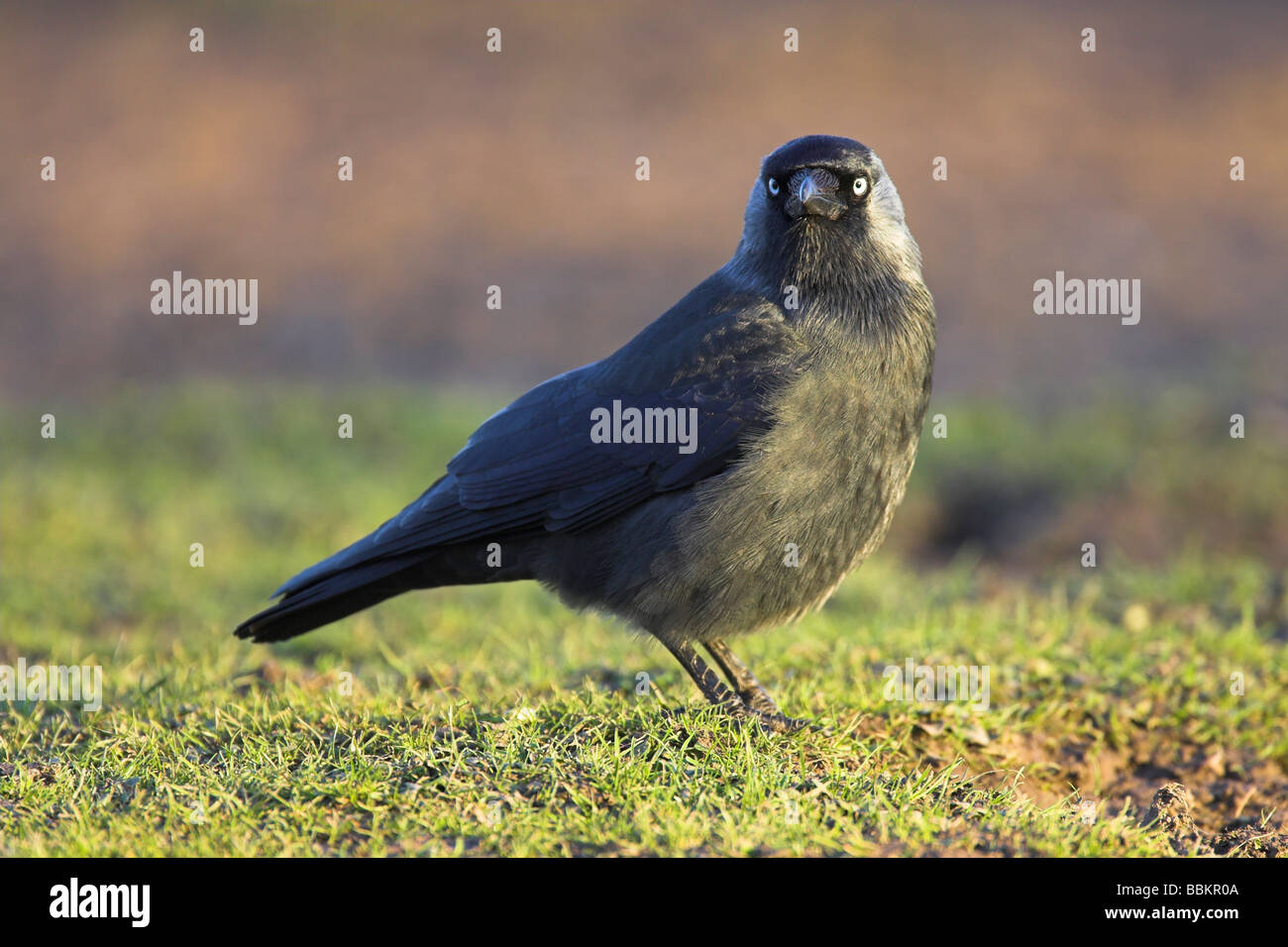 (Western) Jackdaw Corvus monedula standing on lawn in low winter light at Slimbridge WWT, Gloucestershire in February. Stock Photo