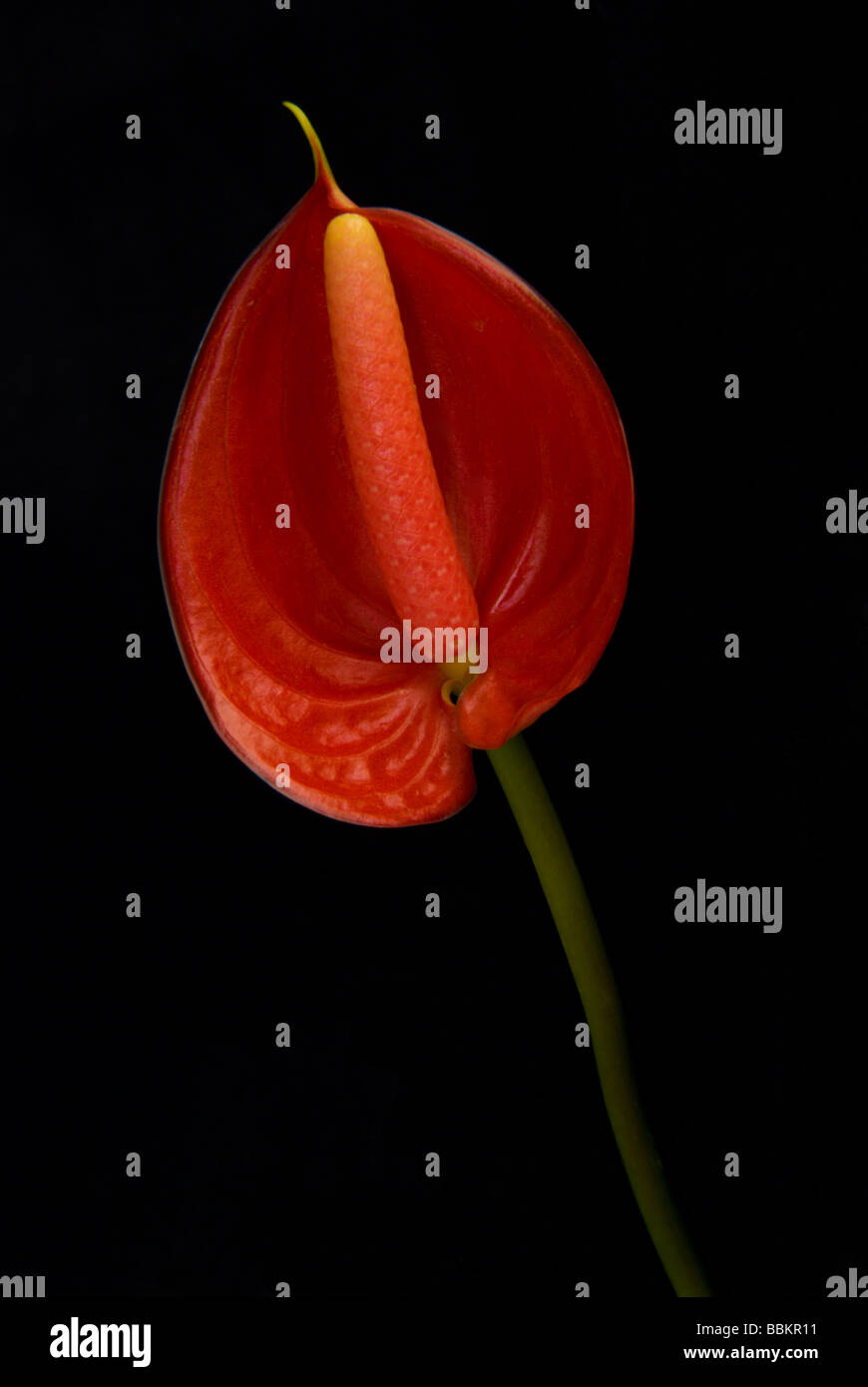Flamingo Flower Stock Photo