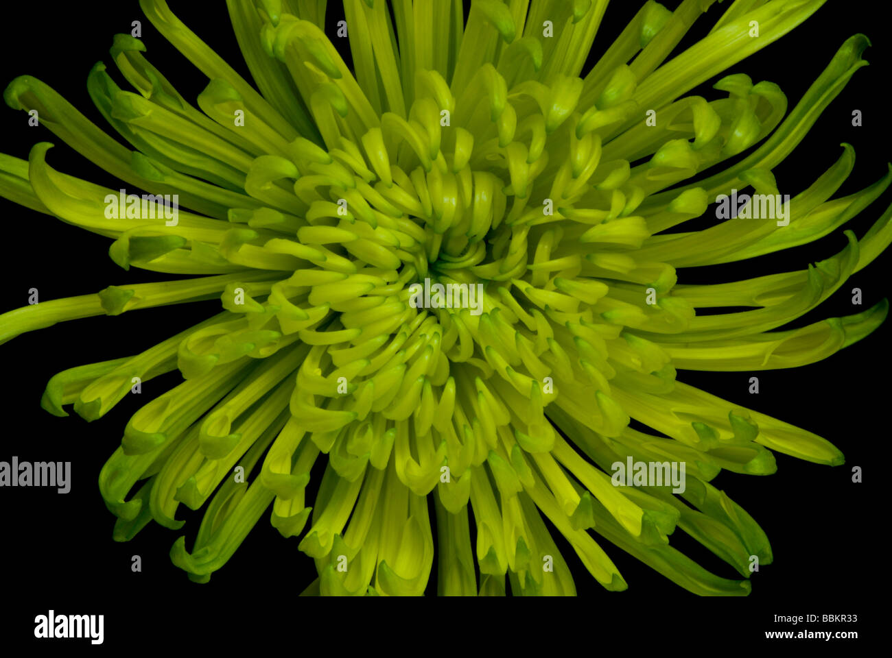 Green Chrysanthemum 1 Stock Photo Alamy