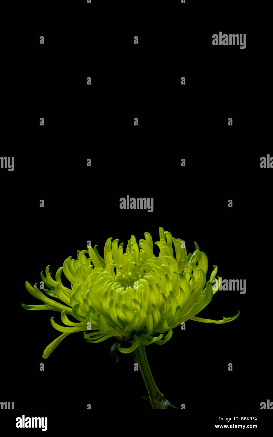 Green Chrysanthemum 3 Stock Photo Alamy