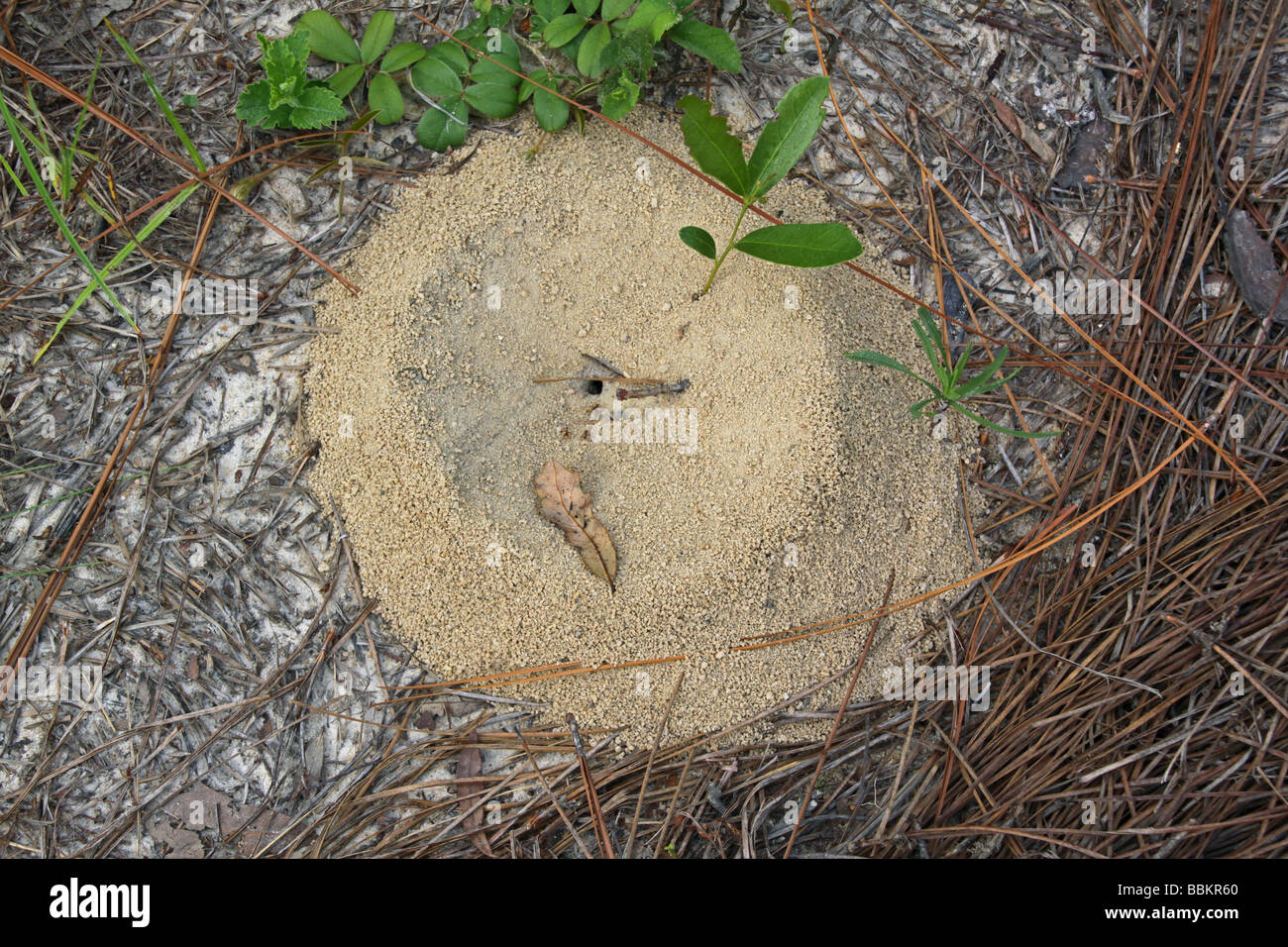 Red Ant Hill Northern Florida USA, by Carol Dembinsky/Dembinsky Photo Assoc Stock Photo