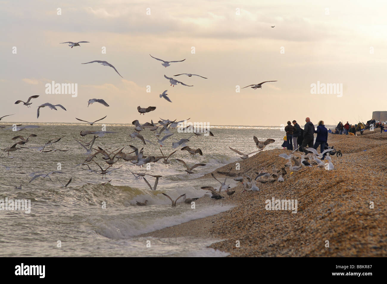 People feeding the Gulls on Aldeburgh Beach, Suffolk Stock Photo