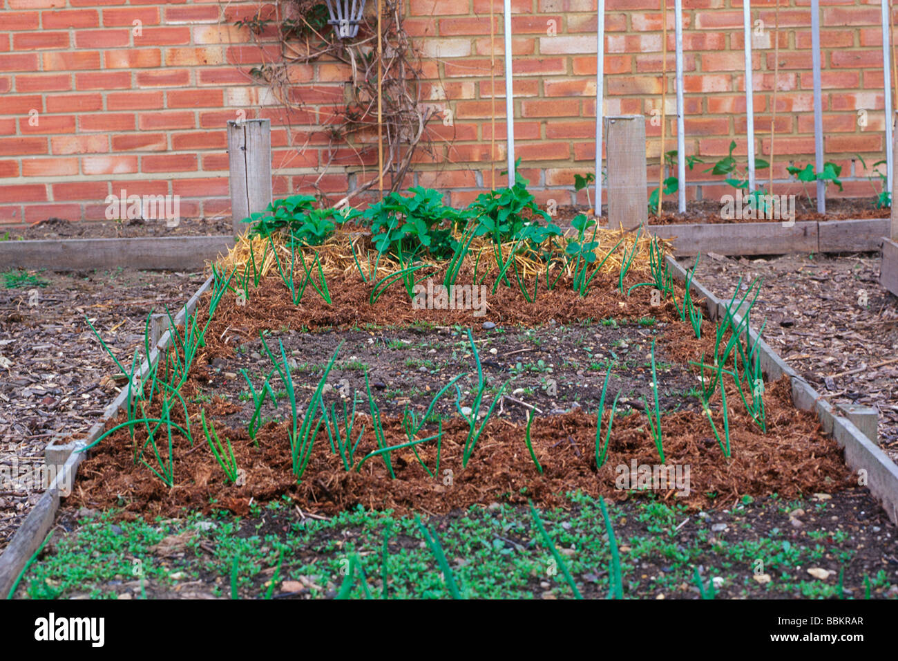 USING MULCHES ON RAISED BEDS Stock Photo Alamy