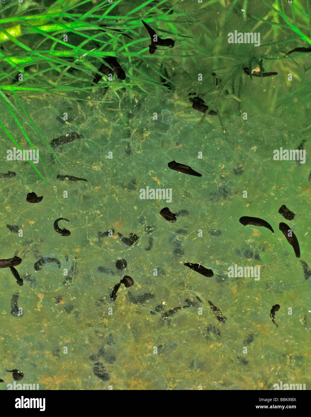 COMMON FROG TADPOLES HATCHING FROM SPAWN Stock Photo Alamy