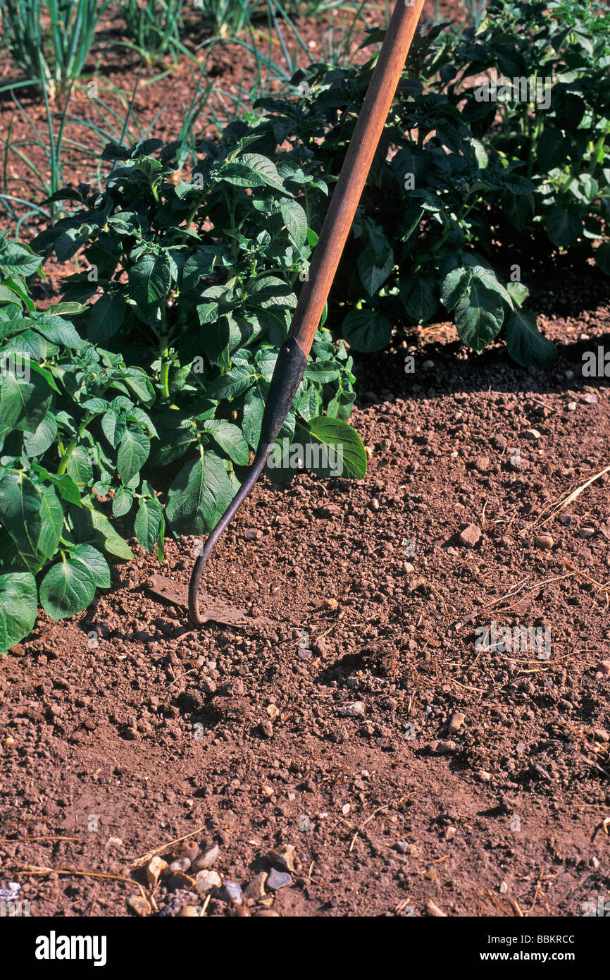 REGULAR HOEING WILL CONTROL WEEDS AND FORM A DUST MULCH Stock Photo Alamy