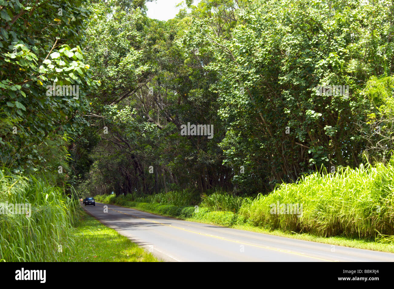 Tree tunnel of swamp mahogany trees Kauai HI Stock Photo