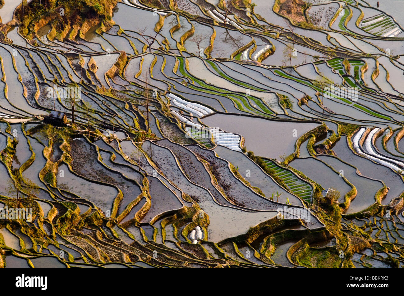 The amazing rice terraces of yuanyang in Yunnan China. Stock Photo