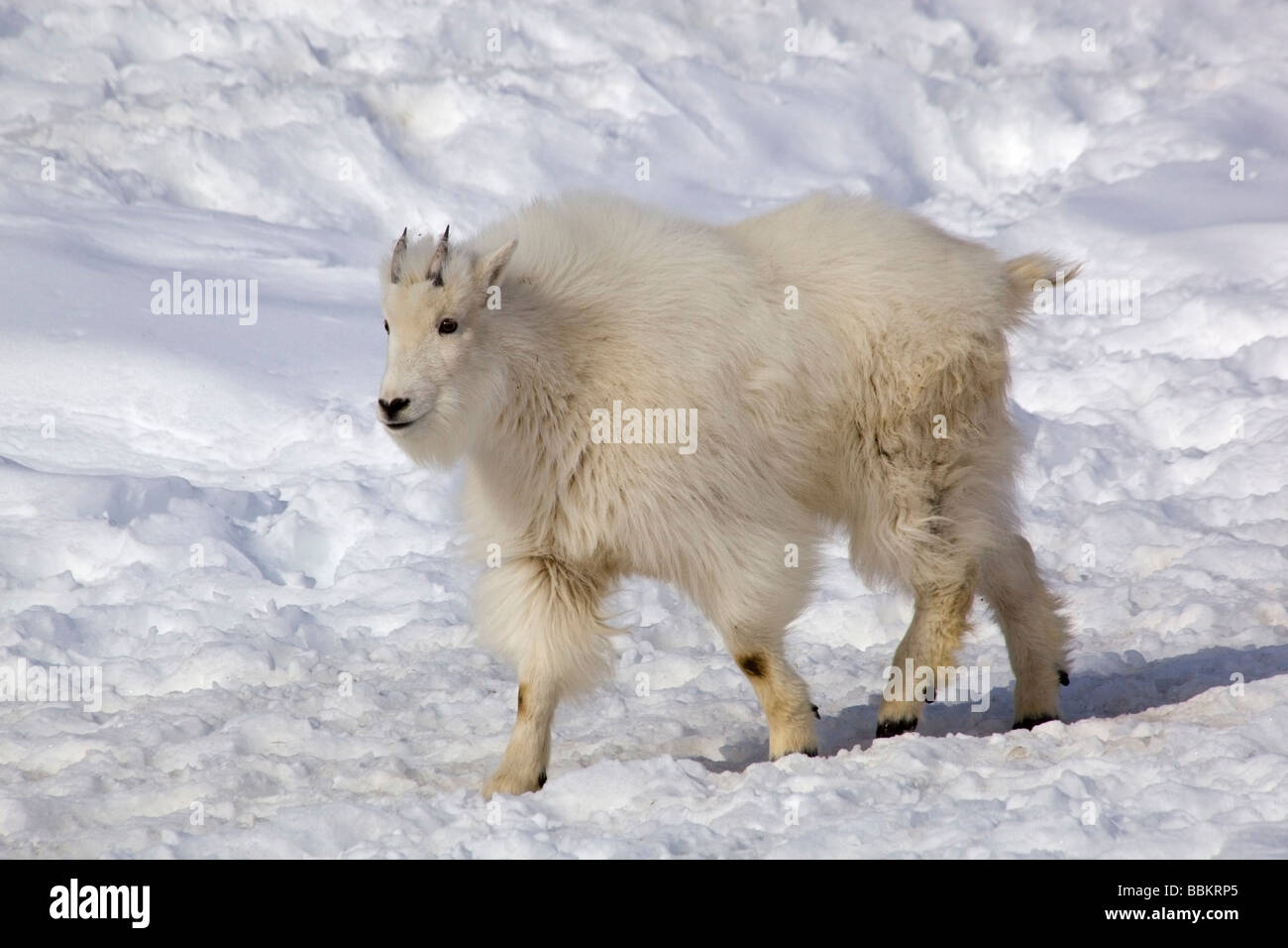 Young Mountain Goat (Oreamnos americanus), Rocky Mountain Goat