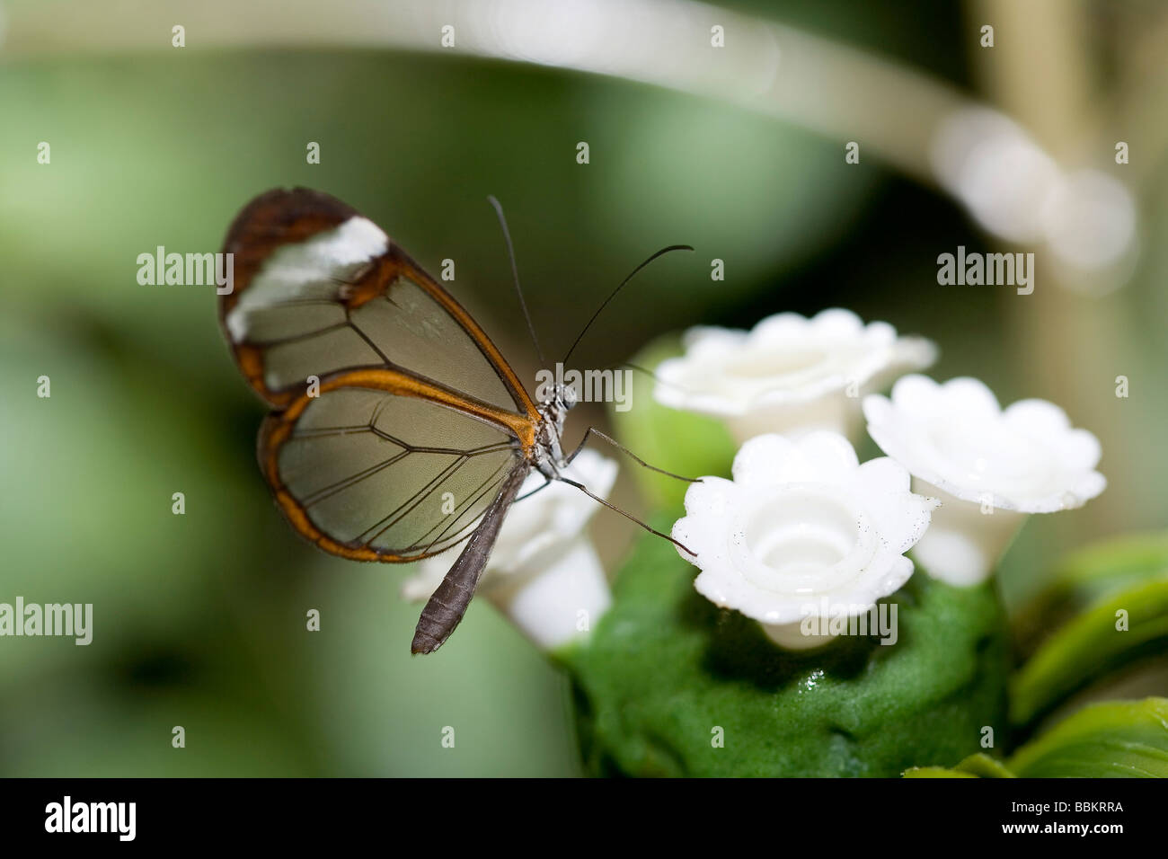 Glass Wing butterfly (Greta oto) Stock Photo
