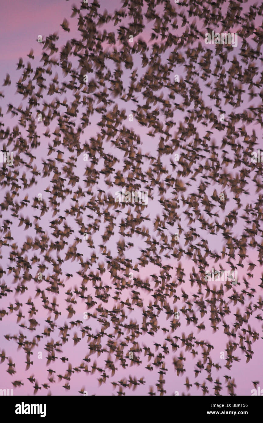(European) Starling Sturnus vulgaris flock at sunset against pink sky at Slimbridge WWT, Gloucestershire in February. Stock Photo