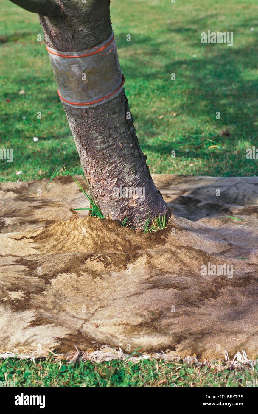 CARPET MULCH CAN BE USED TO CONTROL WEEDS ROUND TREES Stock Photo Alamy