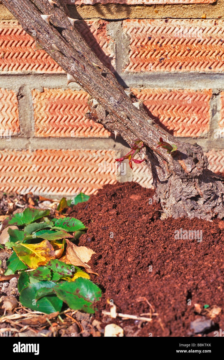 A LAYER OF COMPOST OVER DISEASED LEAVES CAN PREVENT REINFECTION Stock Photo