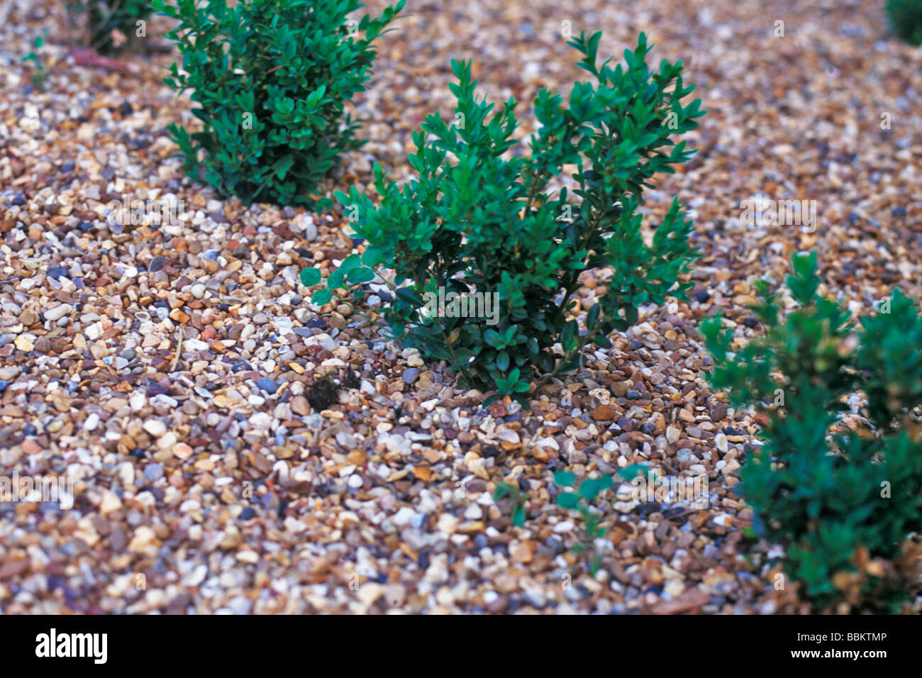 GRAVEL CAN BE USED AS DECORATIVE MULCH BETWEEN PLANTS Stock Photo Alamy