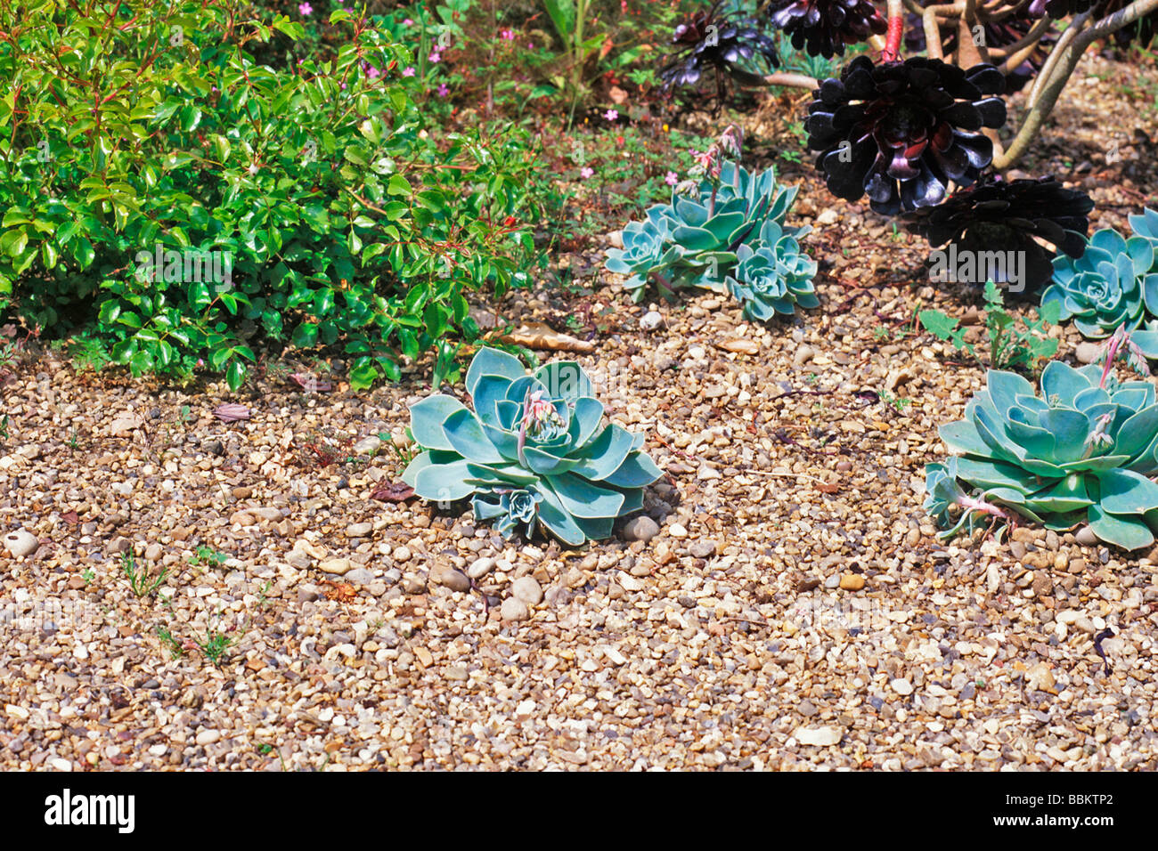 flat of succulents Paddle Plant