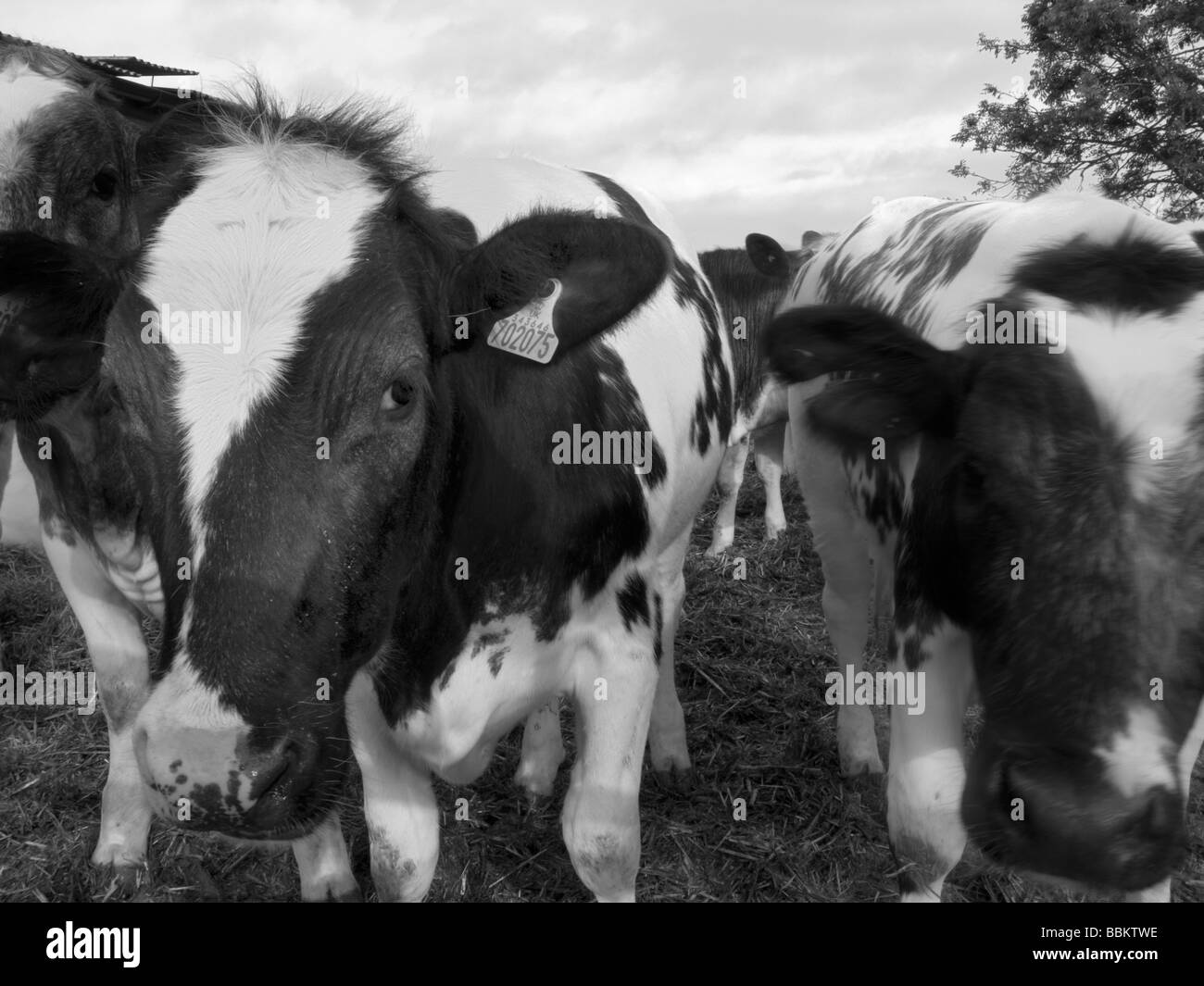 Cows Black and White Stock Photos & Images - Alamy