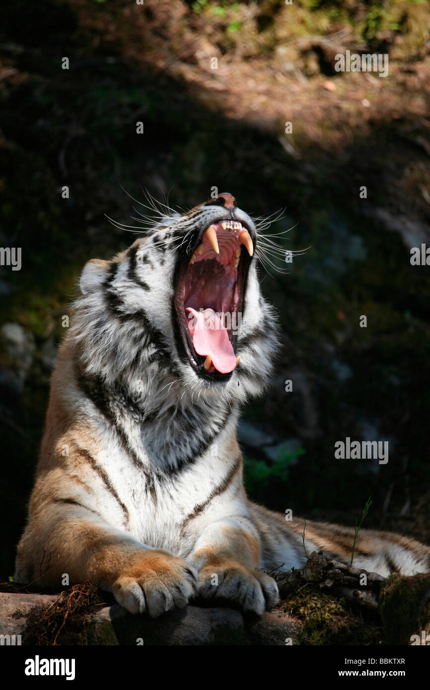 Yawning Siberian Tiger (Panthera tigris altaica) in the zoo Stock Photo