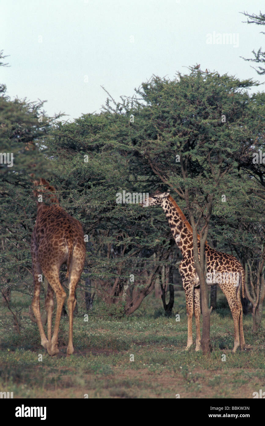 Animal largest ruminant tall neck maasai giraffa camelopardalis maasai ...