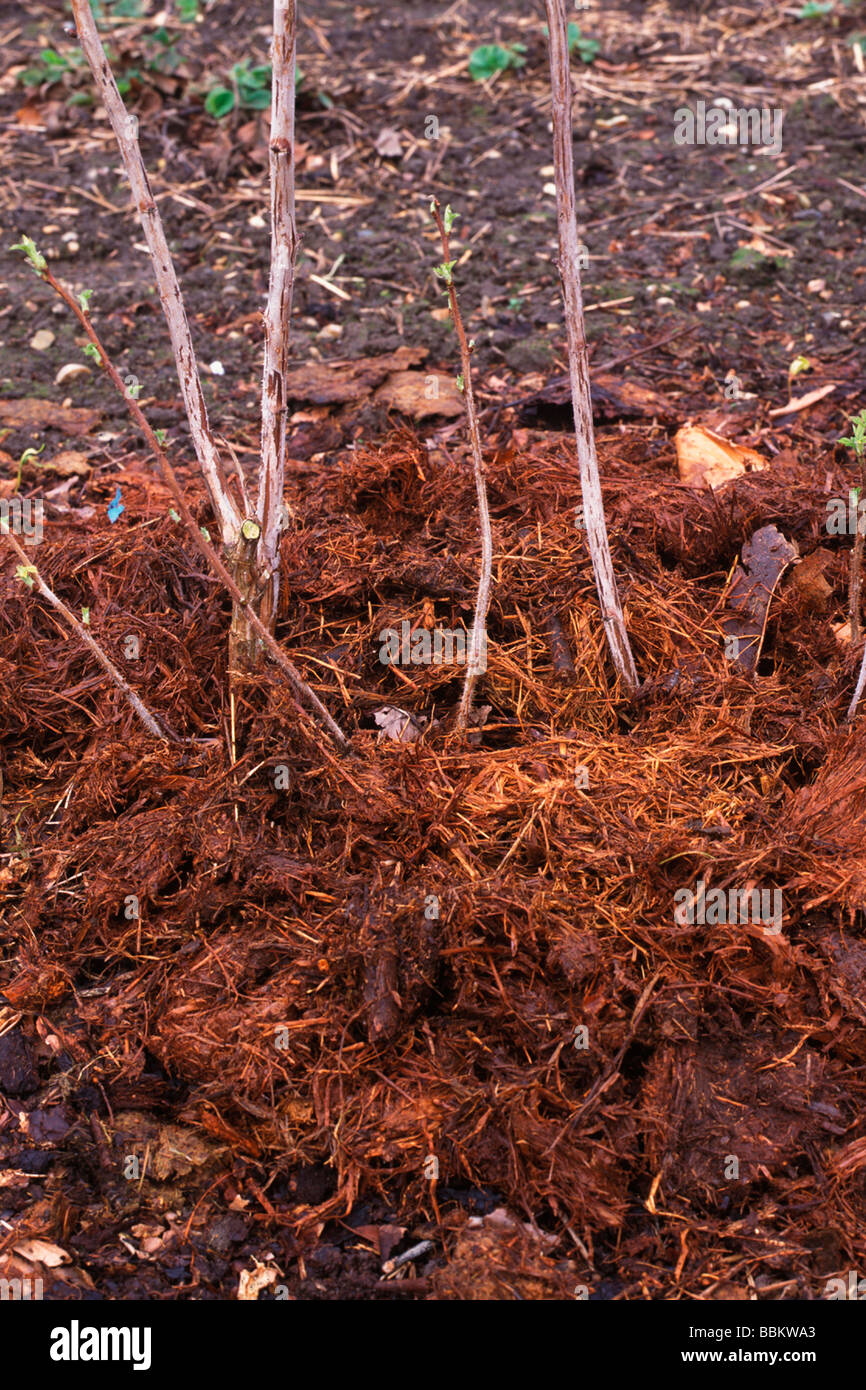 USING COMPOST MULCH ROUND RASPBERRY CANES Stock Photo - Alamy