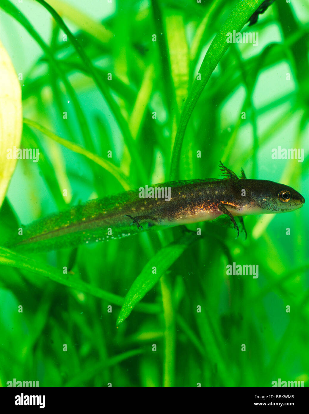 SMOOTH NEWT Triturus vulgaris RESTING ON WATER PLANTS Stock Photo