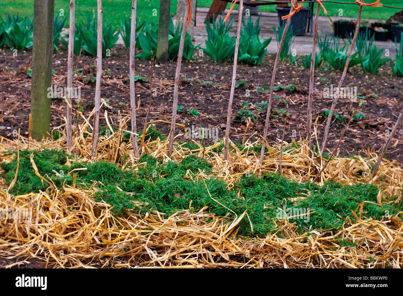 LAWN CLIPPINGS CAN BE MIXED WITH STRAW FOR MULCHNG RASPBERRIES Stock Photo
